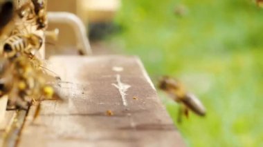 Bal arıları sürüsü (Apis mellifera) polen taşıyor ve SLOW MoTION HD VIDEOorganik BIO çiftçiliği, hayvan hakları, doğa kavramına geri dönmek için arı kovanına iniyor. Yakın plan..