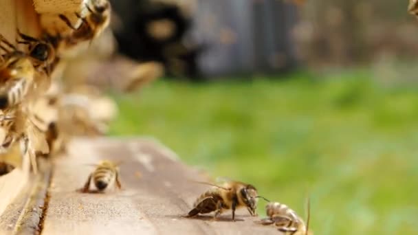 Рой Медоносних Бджіл Apis Mellifera Несе Пилок Летить Посадкову Дошку — стокове відео