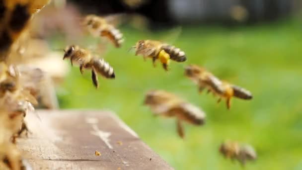 Enjambre Abejas Melíferas Apis Mellifera Que Transportan Polen Vuelan Tabla — Vídeo de stock