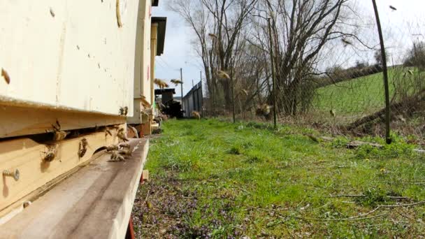 Svärm Honungsbin Apis Mellifera Som Bär Pollen Och Flyger Till — Stockvideo