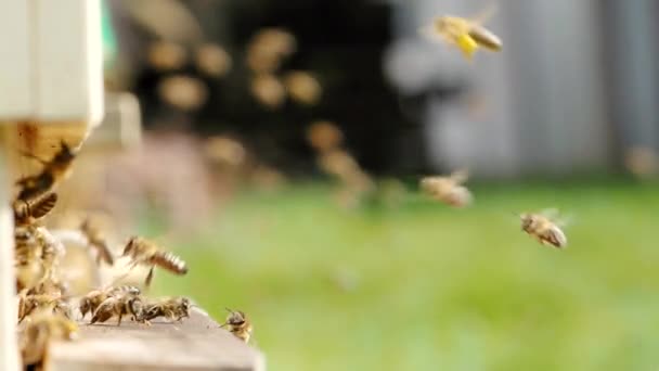 蜂群蜂群携带花粉和蜂群飞向蜂房着陆板的慢动作Hd Video Organic Bio Farming Animal Rights Back Nature Concept — 图库视频影像