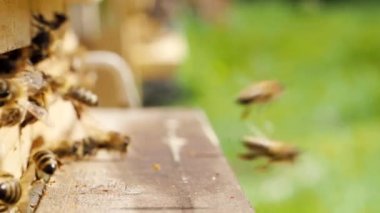 Bal arıları sürüsü (Apis mellifera) polen taşıyor ve SLOW MoTION HD VIDEOorganik BIO çiftçiliği, hayvan hakları, doğa kavramına geri dönmek için arı kovanına iniyor. Yakın plan. Çeyrek hız.