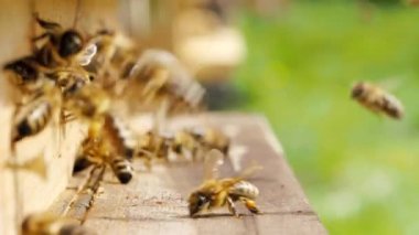 Bal arıları sürüsü (Apis mellifera) polen taşıyor ve SLOW MoTION HD VIDEOorganik BIO çiftçiliği, hayvan hakları, doğa kavramına geri dönmek için arı kovanına iniyor. Yakın plan. Çeyrek hız.