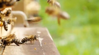 Bal arıları sürüsü (Apis mellifera) polen taşıyor ve SLOW MoTION HD VIDEOorganik BIO çiftçiliği, hayvan hakları, doğa kavramına geri dönmek için arı kovanına iniyor. Yakın plan. Çeyrek hız.