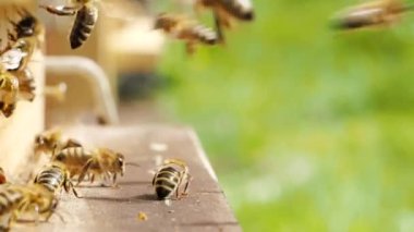 Bal arıları sürüsü (Apis mellifera) polen taşıyor ve SLOW MoTION HD VIDEOorganik BIO çiftçiliği, hayvan hakları, doğa kavramına geri dönmek için arı kovanına iniyor. Yakın plan. Çeyrek hız.