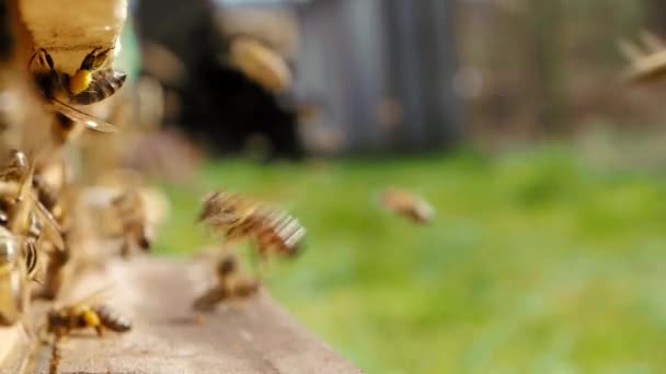 Schwarm Von Honigbienen Apis Mellifera Tragen Pollen Und Fliegen Zum — Stockvideo