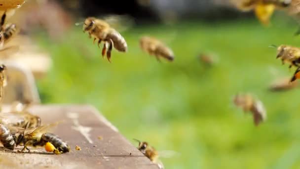 Рой Медоносних Бджіл Apis Mellifera Несе Пилок Летить Посадкову Дошку — стокове відео