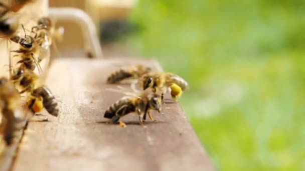 Méhek Nyüzsgése Apis Mellifera Amelyek Virágport Repülést Szállítanak Kaptár Leszállóhelyére — Stock videók