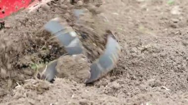 Tiller motoru bahçede çalışıyor. SLOW MOTION HD VIDEO.Cultivator makinesinde. Baharda ekili alanda. Bıçakları yere atmak için çok yakın plan. Modern tarım, teknoloji tarımı. Çeyrek hız.