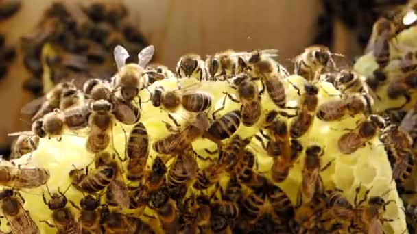 Arılar Yavaş Hareket Vidyo Daki Kovanda Ballı Bal Peteği Üzerinde — Stok video