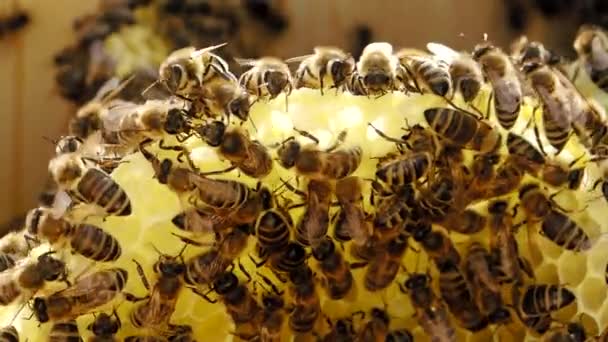 Slow Motion Video Arbeiten Bienen Waben Mit Honig Bienenstock Insektenschwarm — Stockvideo