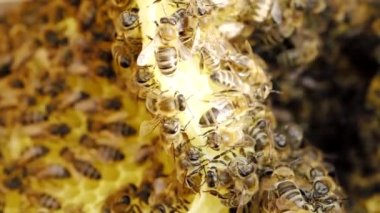 Arılar, Yavaş Hareket HD Vidyo 'daki kovanda ballı bal peteği üzerinde çalışırlar. Arı sürüsü (Apis mellifera) yakın planda. Organik BIO çiftçiliği, hayvan hakları, doğaya dönüş. Çeyrek hız.