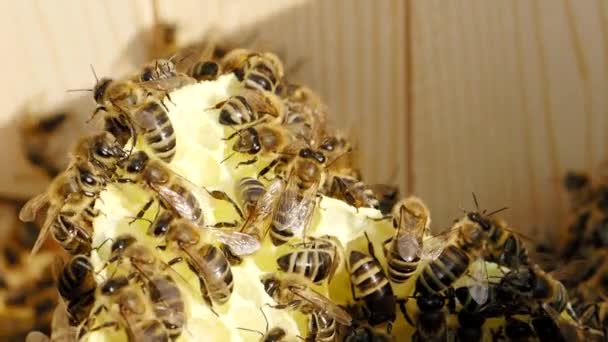 ミツバチは スローモーションHdビデオの巣の中で蜂蜜とハニカムに取り組んでいます アピス メリフレラ Apis Mellifera と呼ばれる昆虫の群れを間近で観察することができます 四分の一速度 — ストック動画
