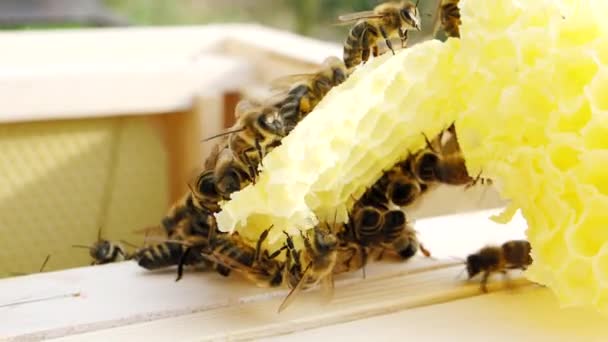 蜜蜂在慢动作Hd Video的蜂房中研究蜂蜜蜂窝 成群结队的昆虫 在蚜虫的近旁 有机生物组织耕作 动物权利 回到大自然 四分之一速度慢 — 图库视频影像