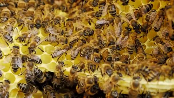 Slow Motion Video Arbeiten Bienen Waben Mit Honig Bienenstock Insektenschwarm — Stockvideo