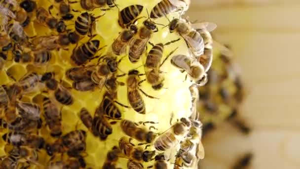 Slow Motion Video Arbeiten Bienen Waben Mit Honig Bienenstock Insektenschwarm — Stockvideo