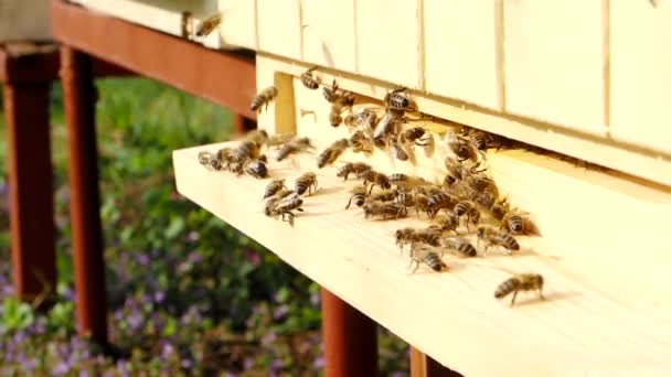 Méhek Nyüzsgése Apis Mellifera Amelyek Virágport Repülést Szállítanak Kaptár Leszállóhelyére — Stock videók