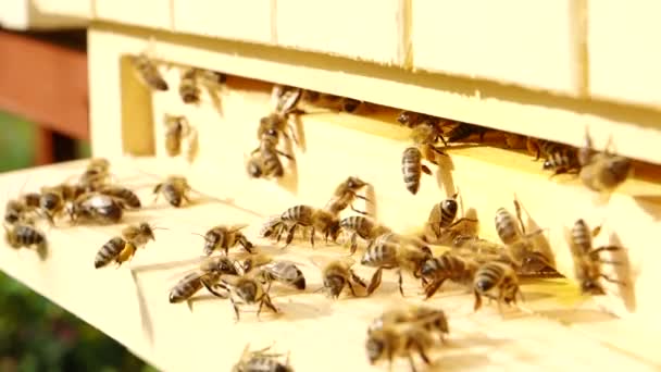 Zwerm Van Honingbijen Apis Mellifera Die Stuifmeel Vliegen Naar Landingsplaats — Stockvideo