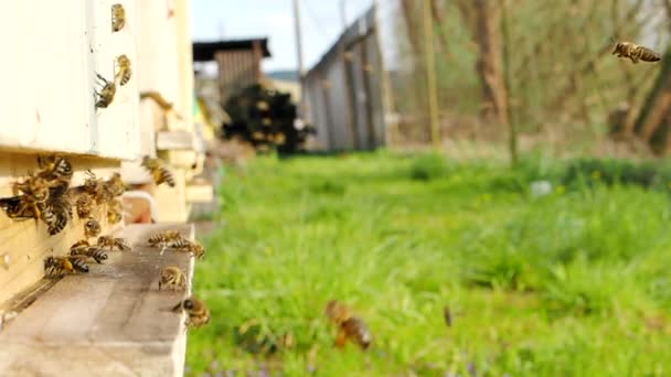 Рой Медоносних Бджіл Apis Mellifera Несе Пилок Летить Посадкову Дошку — стокове відео