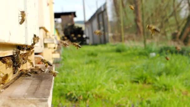 Enjambre Abejas Melíferas Apis Mellifera Que Transportan Polen Vuelan Tabla — Vídeo de stock