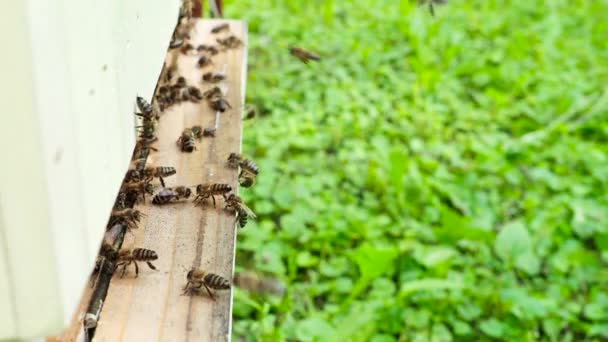 Méhek Nyüzsgése Apis Mellifera Virágport Szállít Repül Kaptár Leszállóhelyére Egy — Stock videók