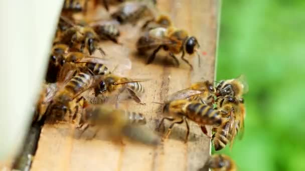 Roj Včel Apis Mellifera Nesoucích Pyl Letící Přistávací Plochu Úlu — Stock video