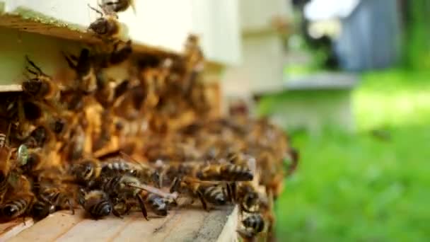 花粉を運ぶミツバチ Apis Mellifera が群生し 4Kビデオのアピールで巣の着陸板に飛んでいきます 有機Bio農業 動物の権利 自然コンセプトに戻ります — ストック動画