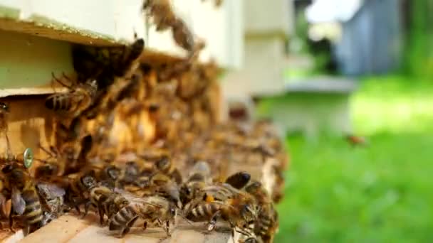 Schwarm Von Honigbienen Apis Mellifera Die Pollen Tragen Und Zum — Stockvideo