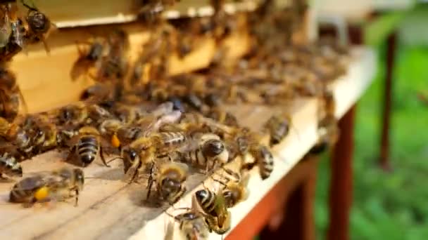 Рой Медоносних Бджіл Apis Mellifera Несе Пилок Летить Посадкову Дошку — стокове відео