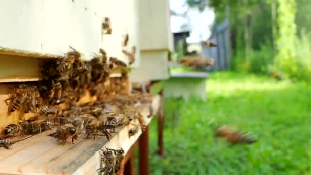 花粉を運ぶミツバチ Apis Mellifera が群生し 4Kビデオのアピールで巣の着陸板に飛んでいきます 有機Bio農業 動物の権利 自然コンセプトに戻ります — ストック動画