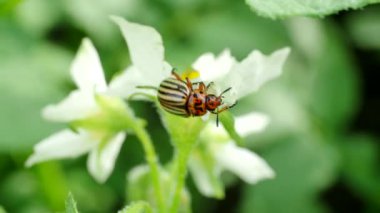 Colorado böceği (Leptinotarsa decemlineata) 4K VIDEO 'daki patates fabrikasında sürünen böcek. Böcek ilaçlarının yakın çekimi çiftliklerde ve bahçelerde hasat yaratıyor..