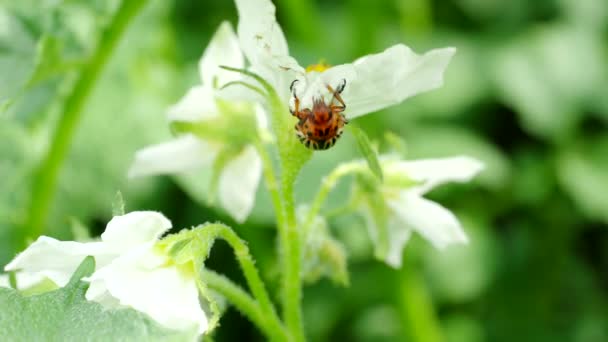 Colorado Käfer Leptinotarsa Decemlineata Käfer Kriecht Auf Kartoffelpflanze Video Großaufnahme — Stockvideo