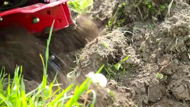 Motor Tiller Trabalhando Jardim Video Cultivator Máquina Cultivando Campo Primavera — Vídeo de Stock