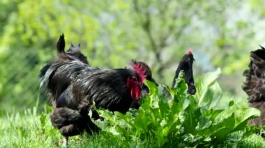 Serbest çiftlik tavukları - inanılmaz siyah horoz ve tavuklar - 4K VIDEO organik bir çiftliğin bahçesinde otluyorlar. BIO çiftliği, hayvan hakları, doğa kavramına dönüş..