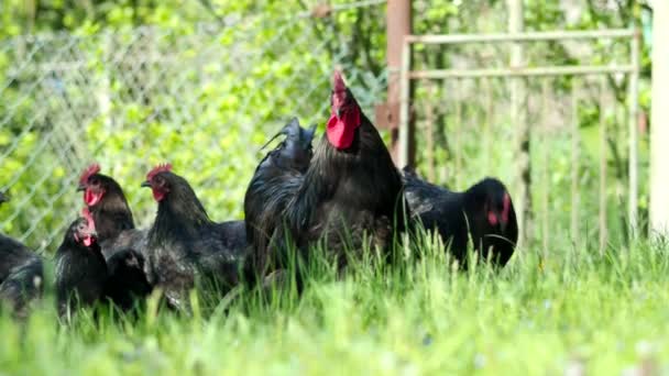 Free Range Hens Amazing Black Rooster Chickens Grazing Garden Organic — Stock Video