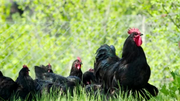 Free Range Hens Amazing Black Rooster Chickens Grazing Garden Organic — Stock Video