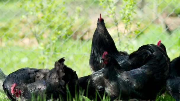 自由放养的母鸡 令人惊叹的黑色公鸡和小鸡 在4K Video的一个有机农场的花园里放牧 有机Bio养殖 动物权利 回到大自然的概念 — 图库视频影像