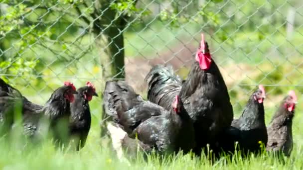 Gallinas Libres Increíble Gallo Negro Gallinas Pastando Jardín Una Granja — Vídeos de Stock