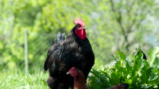 自由放养的母鸡 令人惊叹的黑色公鸡和小鸡 在4K Video的一个有机农场的花园里放牧 有机Bio养殖 动物权利 回到大自然的概念 — 图库视频影像