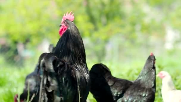 Free Range Hens Amazing Black Rooster Chickens Grazing Garden Organic — Stock Video