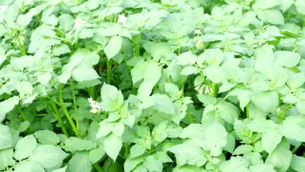 Video Çiçek Açan Patates Fabrikalarının Yatağı Patchofsolanum Tüberozum Bitkisi Bahçede — Stok video