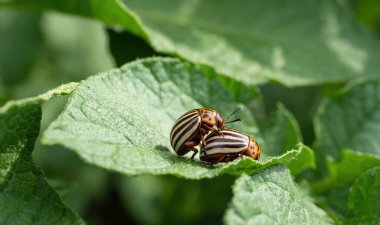 Colorado böceği (Leptinotarsa decemlineata) patates fabrikasında sürünen böcek. Böcek ilaçlarının yakın çekimi çiftliklerde ve bahçelerde hasat yaratıyor..