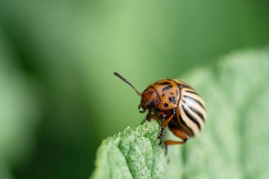 Colorado böceği (Leptinotarsa decemlineata) patates fabrikasında sürünen böcek. Böcek ilaçlarının yakın çekimi çiftliklerde ve bahçelerde hasat yaratıyor..