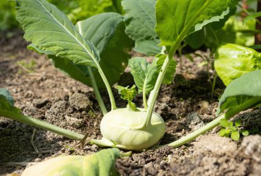 Taze olgun yeşil kohlrabi (Brassica oleracea Gongylodes Group) başkanı hasat zamanından kısa bir süre önce ev yapımı serada yetişiyor. Yakın plan. Organik tarım, sağlıklı yiyecekler, BIO virüsleri, doğaya dönüş..