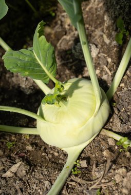Taze olgun yeşil kohlrabi (Brassica oleracea Gongylodes Group) başkanı hasat zamanından kısa bir süre önce ev yapımı serada yetişiyor. Yakın plan. Organik tarım, sağlıklı yiyecekler, BIO virüsleri, doğaya dönüş..