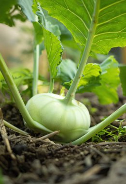 Taze olgun yeşil kohlrabi (Brassica oleracea Gongylodes Group) başkanı hasat zamanından kısa bir süre önce ev yapımı serada yetişiyor. Yakın plan. Organik tarım, sağlıklı yiyecekler, BIO virüsleri, doğaya dönüş..