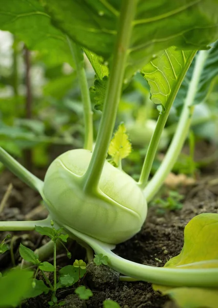 Świeżo Dojrzała Głowa Zielonego Kohlrabi Brassica Oleracea Gongylodes Group Rosnąca — Zdjęcie stockowe