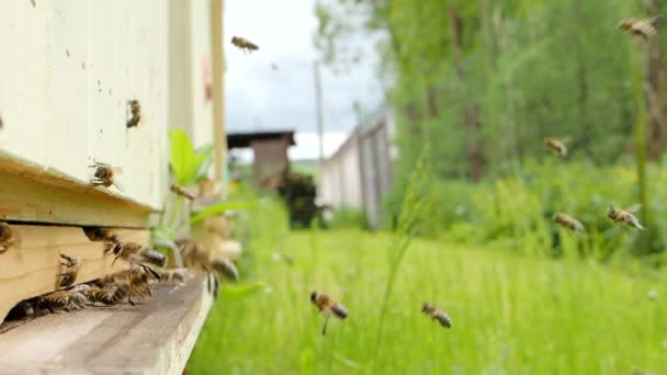 Méhek Nyüzsgése Apis Mellifera Amelyek Virágport Repülést Szállítanak Kaptár Leszállóhelyére — Stock videók
