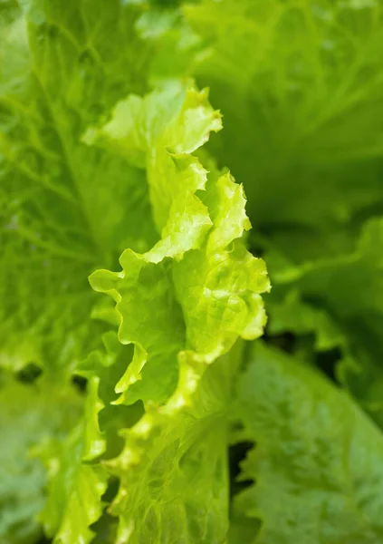 Fresh Ripe Head Lettuce Cabbage Lactuca Sativa Lots Leavesgrowing Homemade — Stock Photo, Image