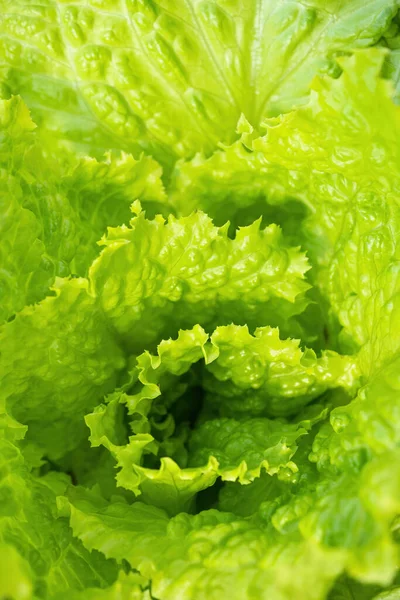 Fresh Ripe Head Lettuce Cabbage Lactuca Sativa Lots Leavesgrowing Homemade — Stock Photo, Image